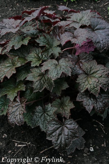 Heuchera micrantha 'Palace Purple'